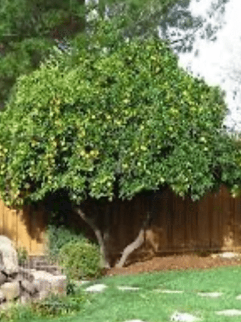 orange tree orange tree